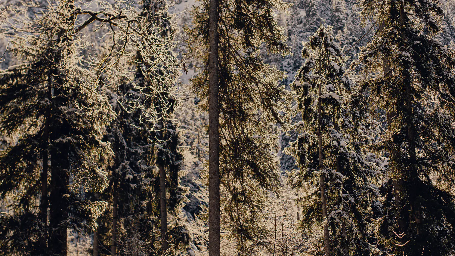 Snow-covered pine forest in the Allgäu Alps
