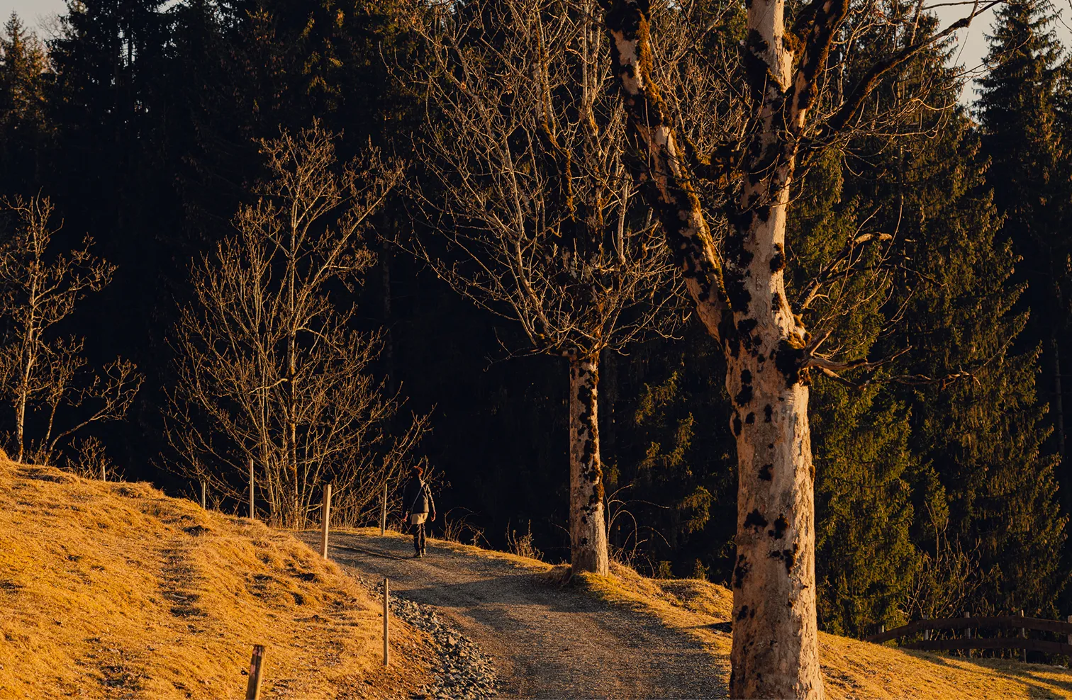 Golden autumn forest path near Oberstdorf
